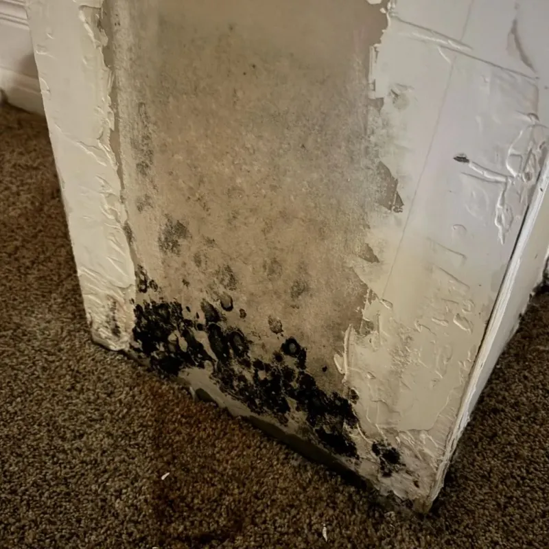Professional Mold Removal in Winterville, GA